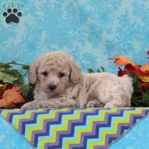 Almond, Bich-Poo Puppy